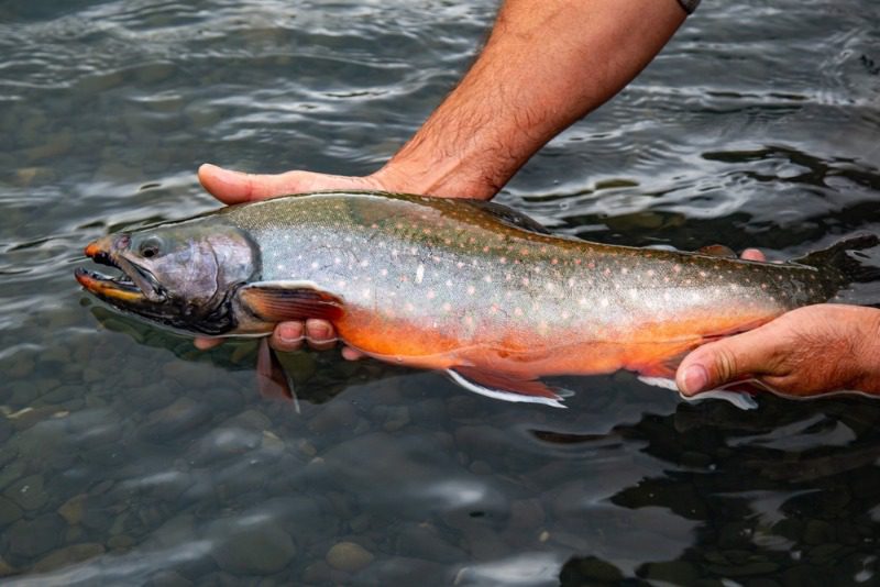 Trout Fishing Alaska: A close up of a beautiful Dolly Varden trout.