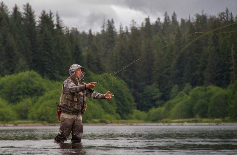 Alaska Freshwater Fish: A seasoned angler casts his fly rod in a secluded trout stream in Alaska.