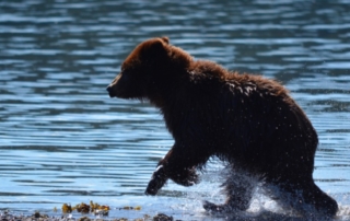 Alaska Adventures: A young bear cub scampers along the shoreline.