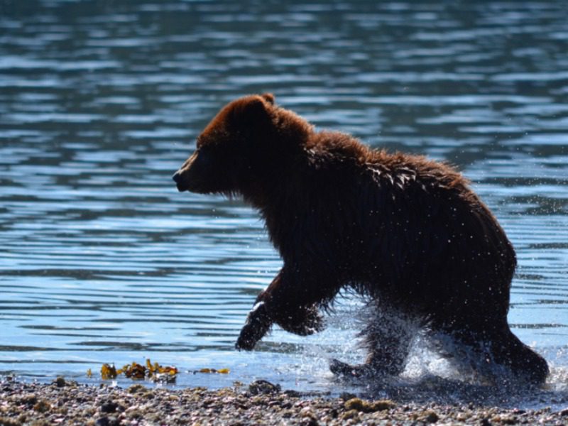 Alaska Adventures: A curious bear cub scampers along the Alaskan shoreline.